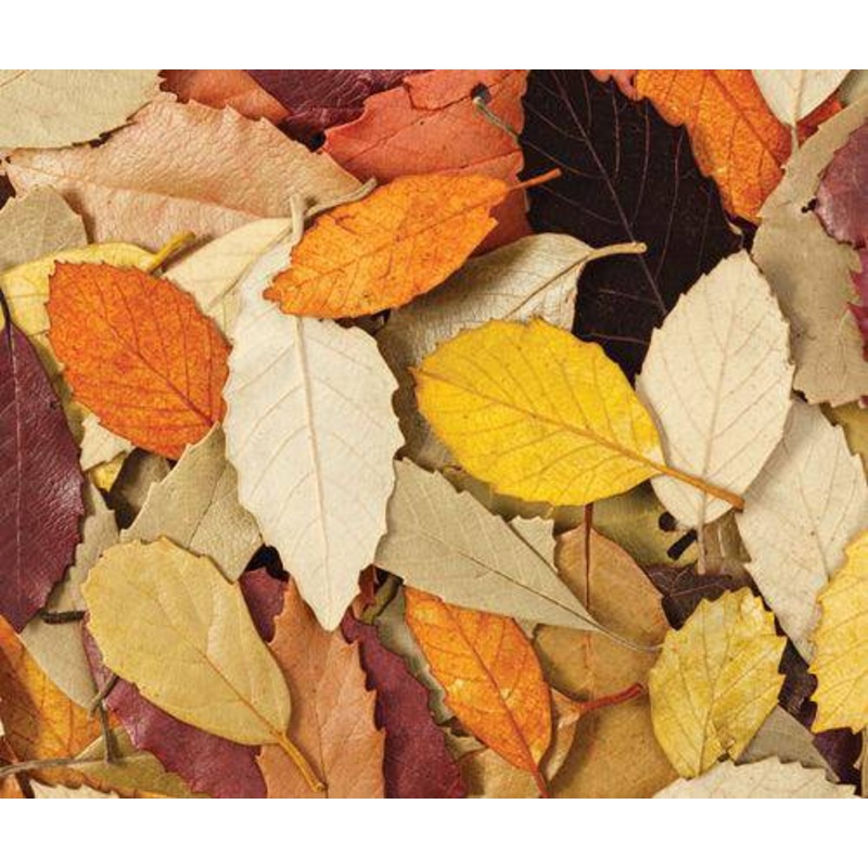 Natural Leaves Pack of 90