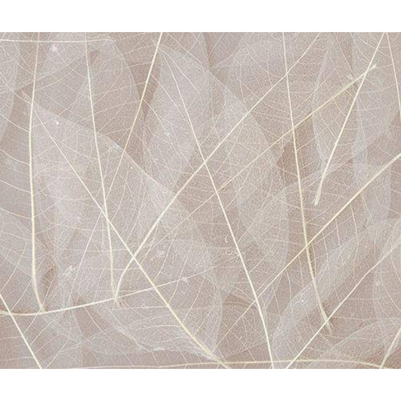 Skeleton Leaves Natural Pack of 100